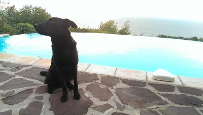 his dog has one of the highest valued jobs in the world. (Dog at the pool - (c) Dr. Christoph von Gamm)