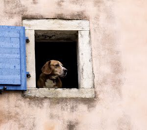 og at the window Licensed via Shutterstock, Bildnummer: 193579130 Urheberrecht: sivivolk/Shutterstock