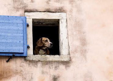 og at the window Licensed via Shutterstock, Bildnummer: 193579130 Urheberrecht: sivivolk/Shutterstock