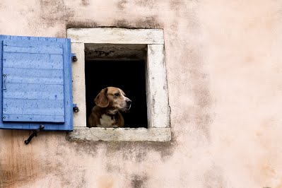 og at the window Licensed via Shutterstock, Bildnummer: 193579130 Urheberrecht: sivivolk/Shutterstock